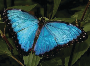 Reunionislandbrazilbahiabluecoffee 10110383