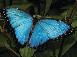 Reunionislandbrazilbahiabluecoffee 10110383 Reunionislandbrazilbahiabluecoffee 10110383