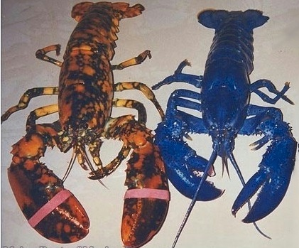 Multilobsters 10663186