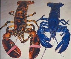 Multilobsters 10663186 Multilobsters 10663186