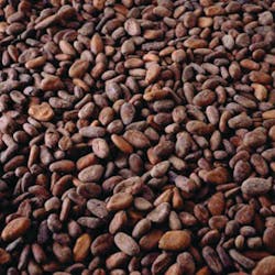 Cocoa Beans 10734677