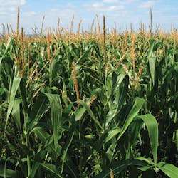 Corn In Field 10755932