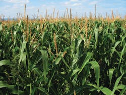Corn In Field 10755932 Corn In Field 10755932