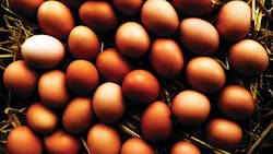 Eggs 10797232