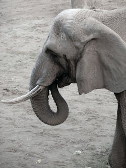 Elephant 10839388 Elephant 10839388