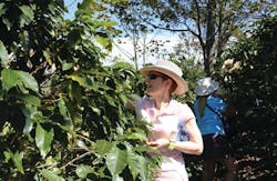 NAMA CEO Carla Balakgie stops to pick some cherries while on the Costa Rica Coffee Origin Tour. NAMA CEO Carla Balakgie stops to pick some cherries while on the Costa Rica Coffee Origin Tour.