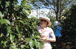 NAMA CEO Carla Balakgie stops to pick some cherries while on the Costa Rica Coffee Origin Tour.