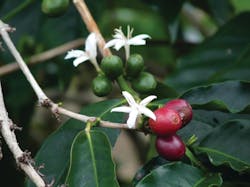 Coffee Leaf Rust 11267145 Coffee Leaf Rust 11267145