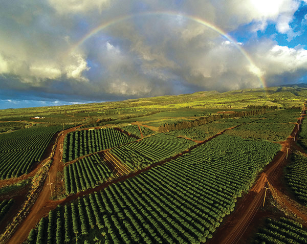 Mauigrown1b 11356864