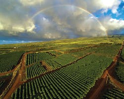 Mauigrown1b 11356864 Mauigrown1b 11356864