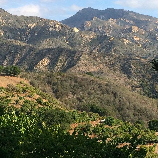 Jay Ruskey plants, grows and harvests coffee on his California farm.
