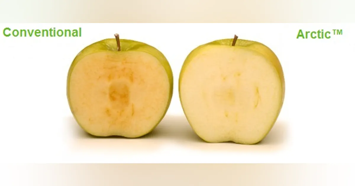USDA Approves Genetically Modified Apples That Won’t Brown | Vending ...