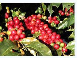 Coffee Berries 55ae7182ec4ef Coffee Berries 55ae7182ec4ef