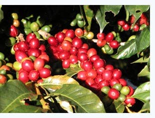 coffee berries 55ae7182ec4ef