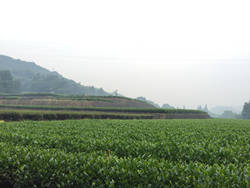 G I 136086 Zhejiang Tea 1 564224cd341f0