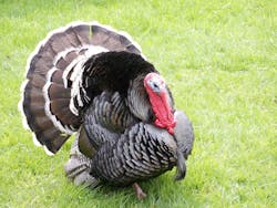 Turkey 1397218 5655e48158966 Turkey 1397218 5655e48158966