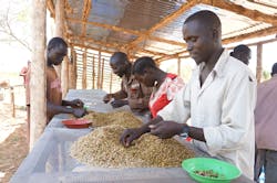 C Techno Serve Green Coffee Sorting South Sudan 5707c5ec800c9 C Techno Serve Green Coffee Sorting South Sudan 5707c5ec800c9