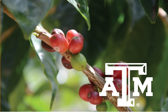 Coffee Center Am 57d18f4bd617b