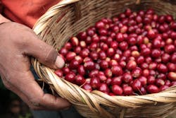 Coffee Beans Honduras 58010734645f1 Coffee Beans Honduras 58010734645f1