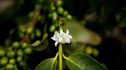 A bloom on a coffee tree at Good Land Organic. (© Regents of the University of California, Davis campus. All rights reserved.)