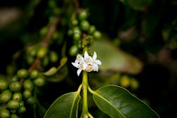 A bloom on a coffee tree at Good Land Organic. (© Regents of the University of California, Davis campus. All rights reserved.) A bloom on a coffee tree at Good Land Organic. (© Regents of the University of California, Davis campus. All rights reserved.)