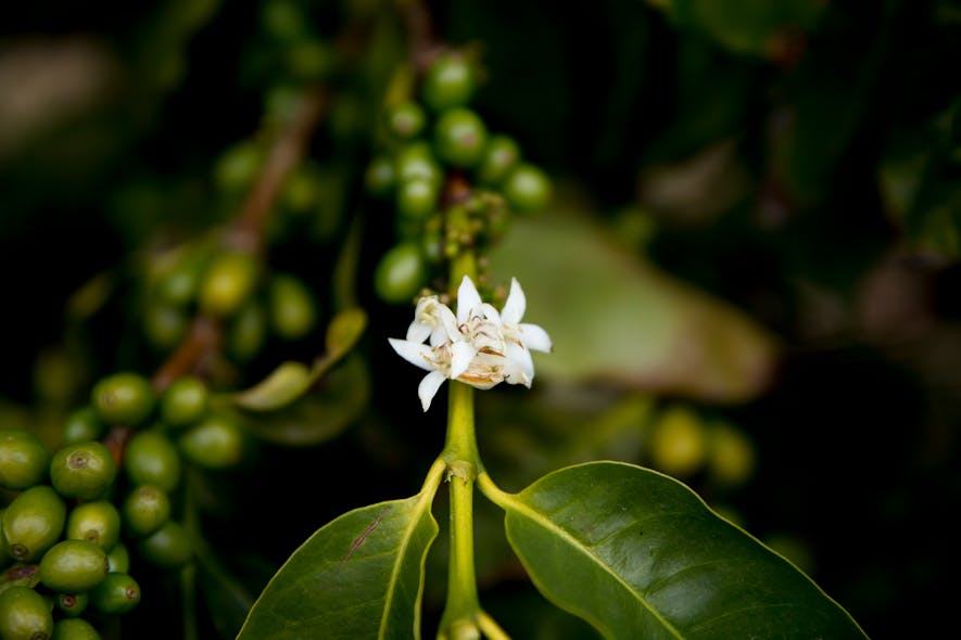 A bloom on a coffee tree at Good Land Organic. (&copy; Regents of the University of California, Davis campus. All rights reserved.)