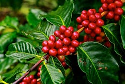 Coffee Beans 1650788 1280 5963a6499ecd8 Coffee Beans 1650788 1280 5963a6499ecd8