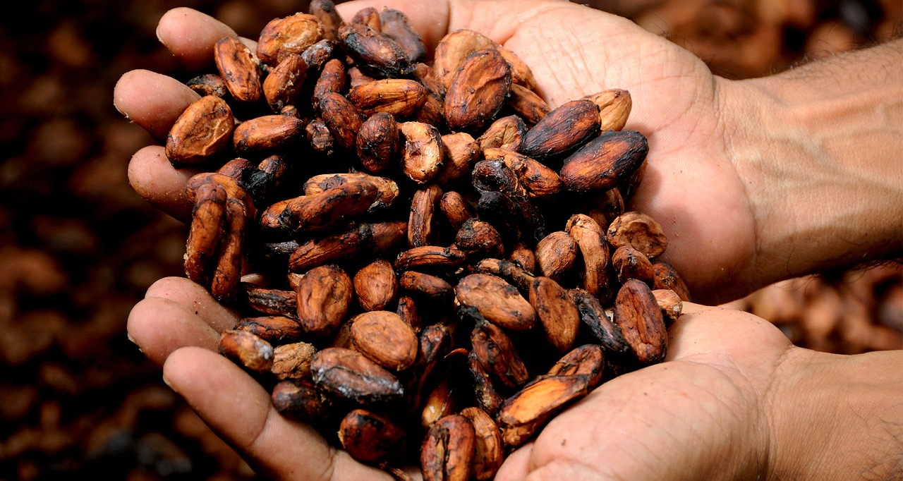 Cocoa Beans Inhands 2430200 1280 59b6b974433e6