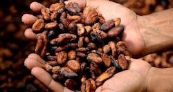 Cocoa Beans Inhands 2430200 1280 59b6b974433e6 Cocoa Beans Inhands 2430200 1280 59b6b974433e6