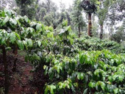 Coffee Plantation 345371 1920 5a846b3b93a66 Coffee Plantation 345371 1920 5a846b3b93a66