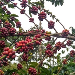 Robusta coffee growing in BBSNP (Bukit Barisan Selatan National Park)