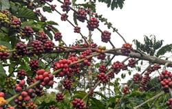 Robusta coffee growing in BBSNP (Bukit Barisan Selatan National Park) Robusta coffee growing in BBSNP (Bukit Barisan Selatan National Park)