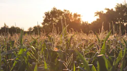 cornfield 5ac3a6c4da022