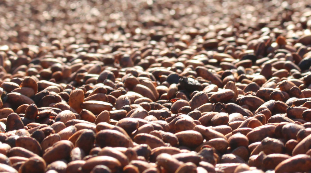 mondelezcocoa 5ace38d619971