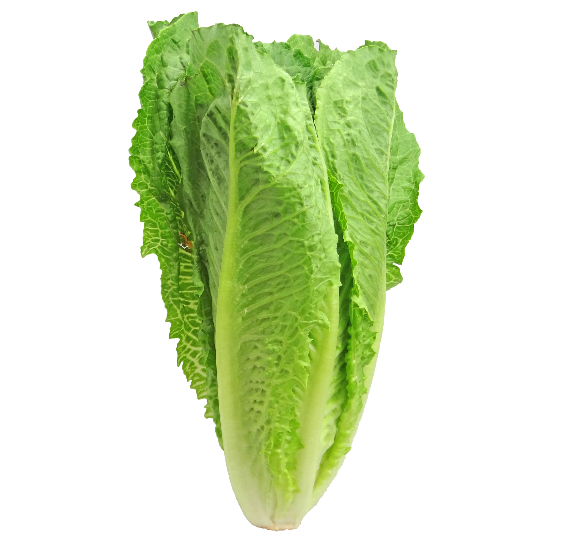 Romaine Lettuce 2468495 1920 5ade0ba50fd19