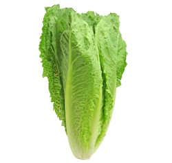 Romaine Lettuce 2468495 1920 5ade0ba50fd19 Romaine Lettuce 2468495 1920 5ade0ba50fd19