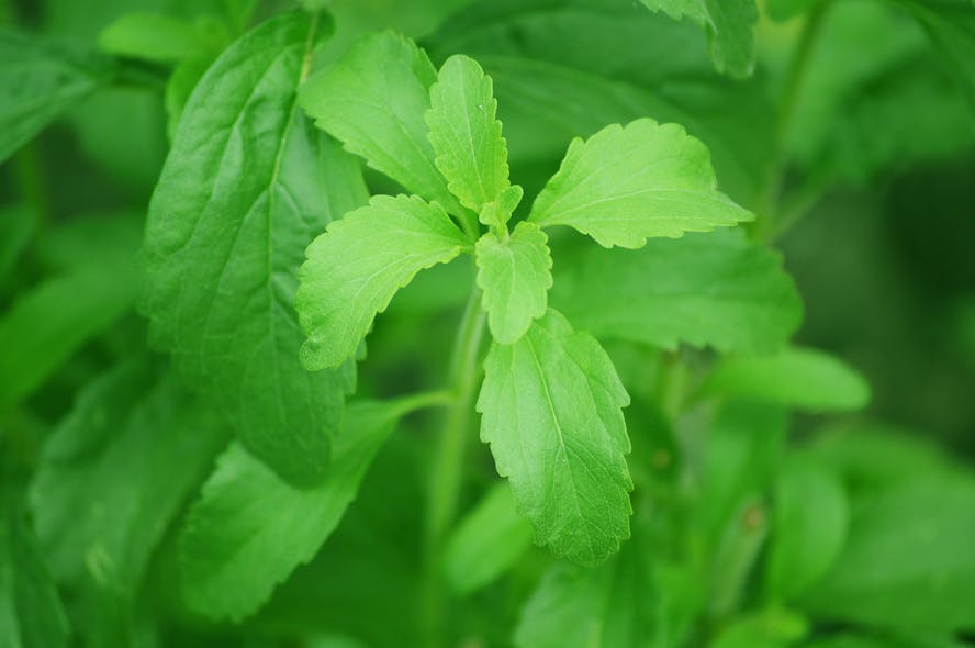 stevia 74187 1920 5ad777af64729