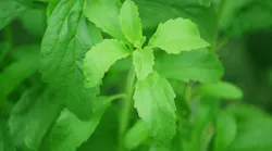 stevia 74187 1920 5ad777af64729