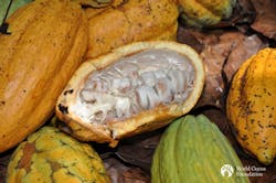 Cocoa Pod Cocoa Pod