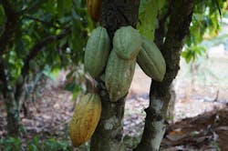 Cocoa Plant 5af31ffe1f35c Cocoa Plant 5af31ffe1f35c