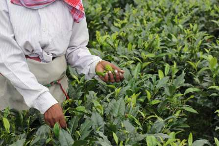 For the third year in a row, Numi Organic Tea is designated among the top 10% of companies creating the most positive environmental impact within the B Corporation global community. One of its flagship programs, Together for H2OPE, has helped bring clean drinking water to 10,500 tea farmers across Madagascar and India.