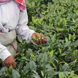 For the third year in a row, Numi Organic Tea is designated among the top 10% of companies creating the most positive environmental impact within the B Corporation global community. One of its flagship programs, Together for H2OPE, has helped bring clean drinking water to 10,500 tea farmers across Madagascar and India.