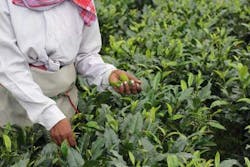 For the third year in a row, Numi Organic Tea is designated among the top 10% of companies creating the most positive environmental impact within the B Corporation global community. One of its flagship programs, Together for H2OPE, has helped bring clean drinking water to 10,500 tea farmers across Madagascar and India. For the third year in a row, Numi Organic Tea is designated among the top 10% of companies creating the most positive environmental impact within the B Corporation global community. One of its flagship programs, Together for H2OPE, has helped bring clean drinking water to 10,500 tea farmers across Madagascar and India.