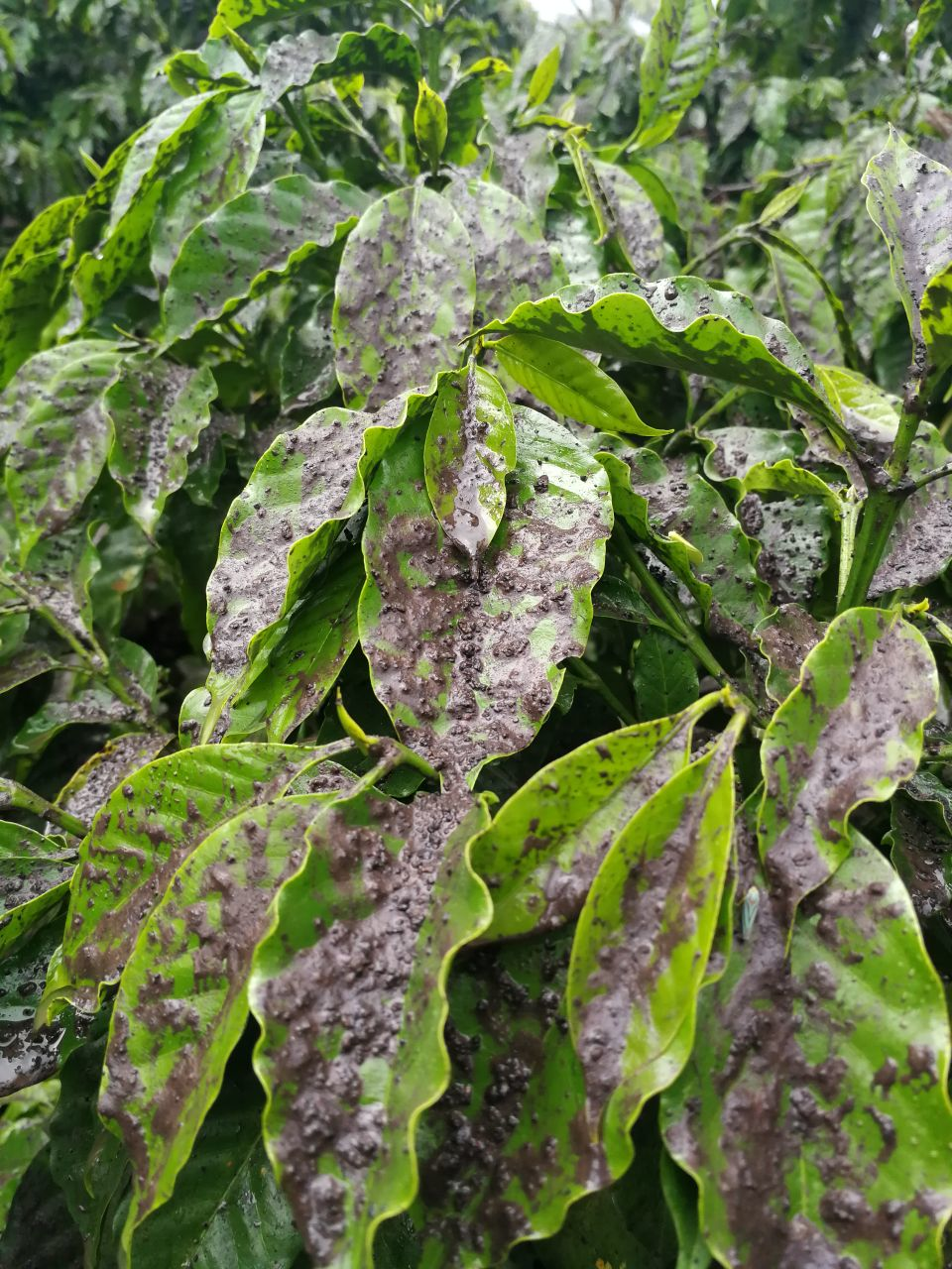 Guatemala Volcano Coffeeleaves 5b1818ff15ded