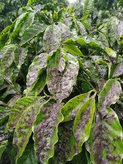 Guatemala Volcano Coffeeleaves 5b1818ff15ded Guatemala Volcano Coffeeleaves 5b1818ff15ded