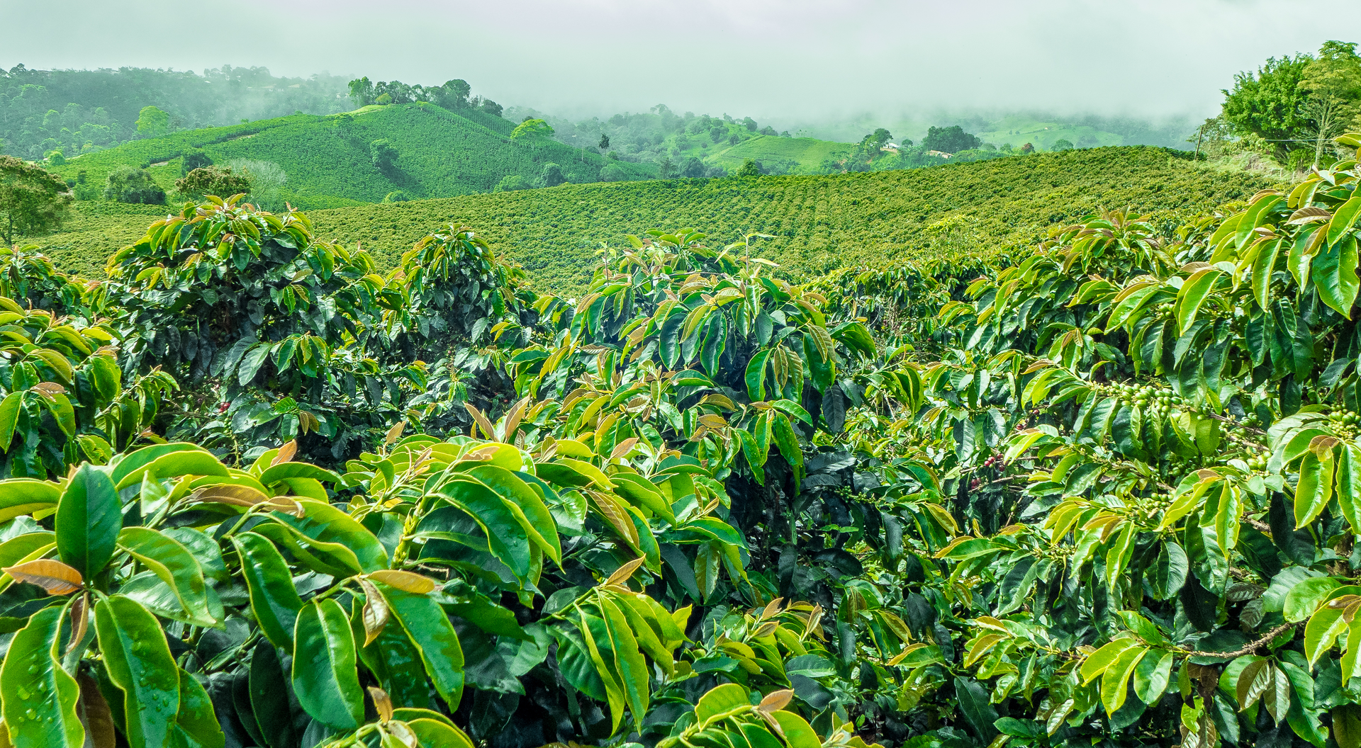 Low prices cause farmers to abandon coffee crops.