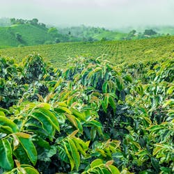 Low prices cause farmers to abandon coffee crops.