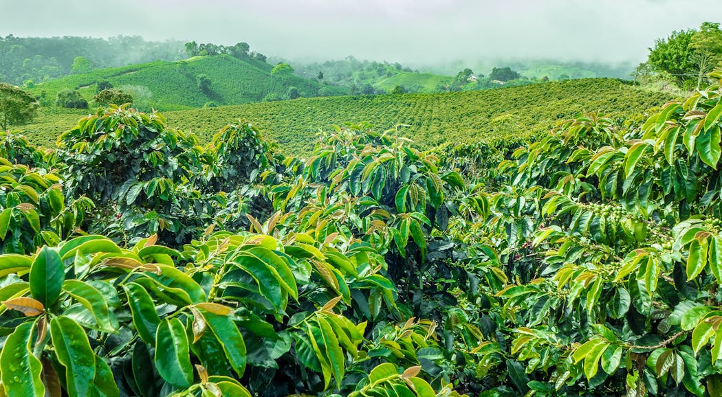 Low prices cause farmers to abandon coffee crops.