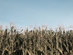 Plant-based food is a popular trend in food. Plant-based food is a popular trend in food.