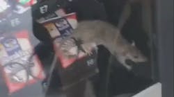 Ratinvendingmachinescreenshot 5c097352e7717 Ratinvendingmachinescreenshot 5c097352e7717